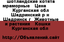 шотландские котята мраморные › Цена ­ 3 000 - Курганская обл., Шадринский р-н, Шадринск г. Животные и растения » Кошки   . Курганская обл.